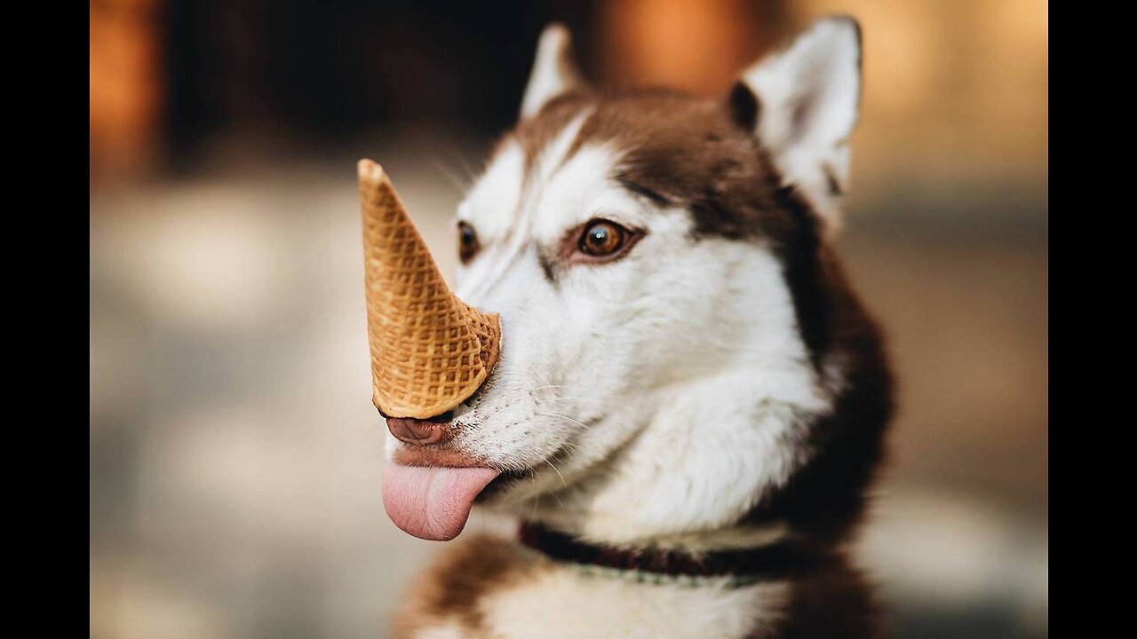 Funny animals. A selection of jokes with our favorite furry friends