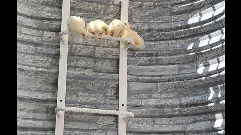 buff orpington chicks