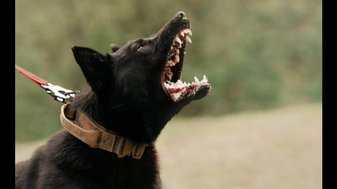 How to make dog become aggressive instantly with a few simple tricks