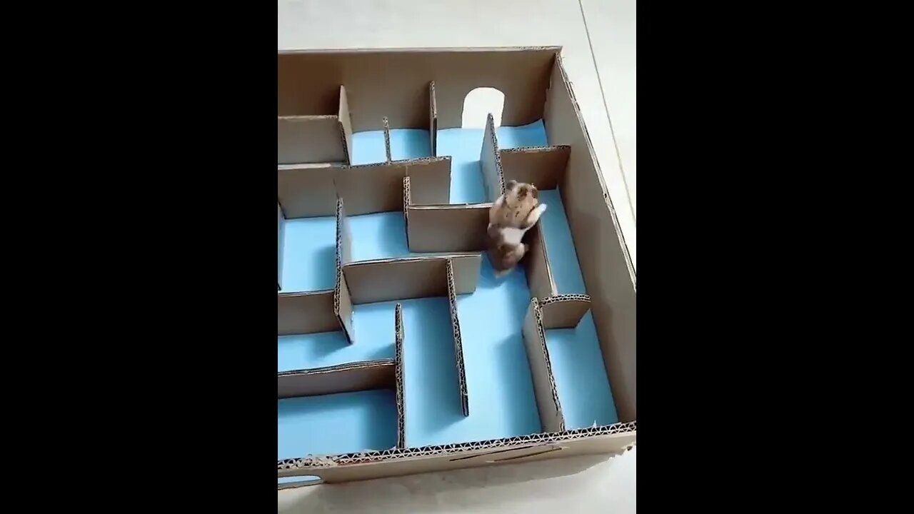 Smart Hamster