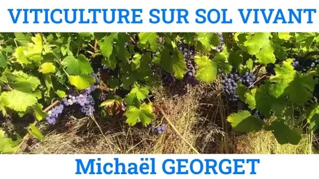 Viticulture sur sol vivant : Témoignage, par Michaël Georget