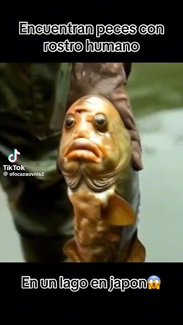 This is insane!! Fish with human faces 🐠