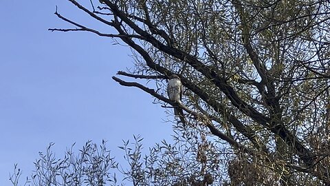 Red Tailed Hawk spotted