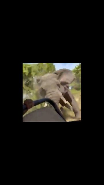 American Tourist In Africa Is Killed By Elephant Which Attacked Her Safari Jeep