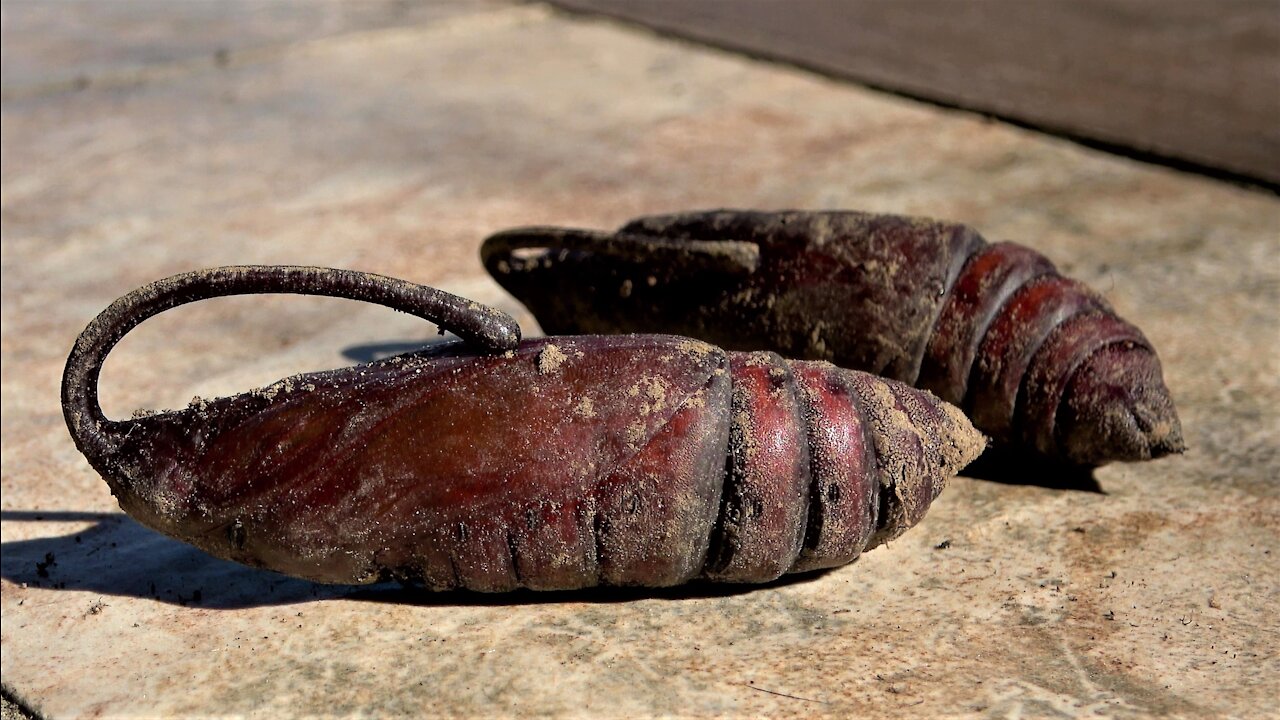 Bizarre & ferocious looking caterpillar emerges as gigantic & beautiful moth