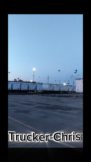 Invasion of the birds