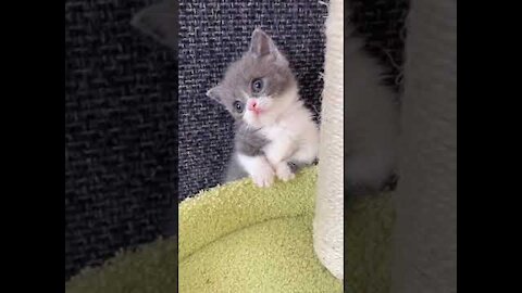 @Baby Funny Cute Kittens #Animals #Shorts 3