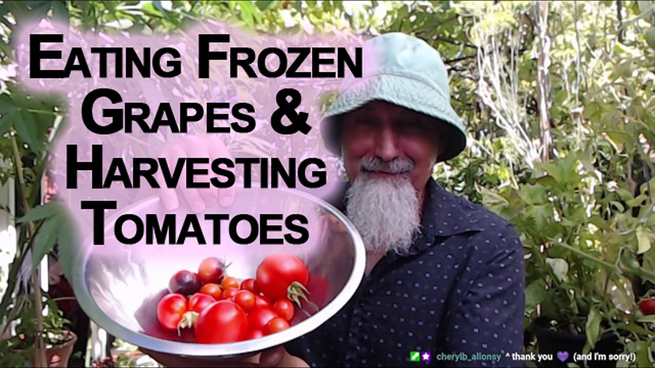 Eating Frozen Grapes and Harvesting Tomatoes From Our Patio Garden [ASMR]