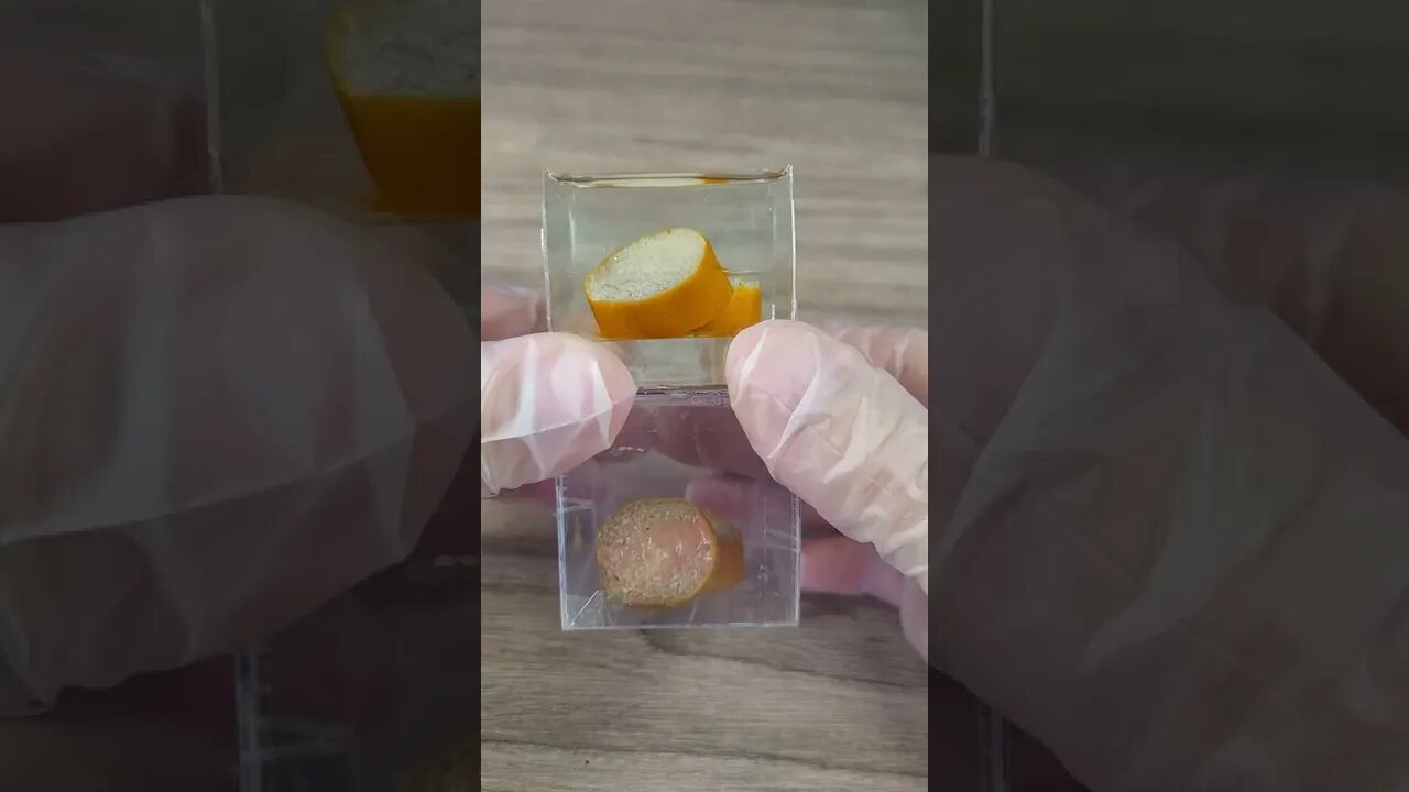 Deixei uma Salsicha dentro da RESINA por 03 dias e outra FORA