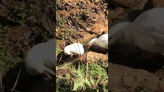 Ducklings enjoy creek