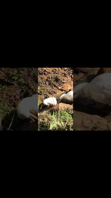 Ducklings enjoy creek