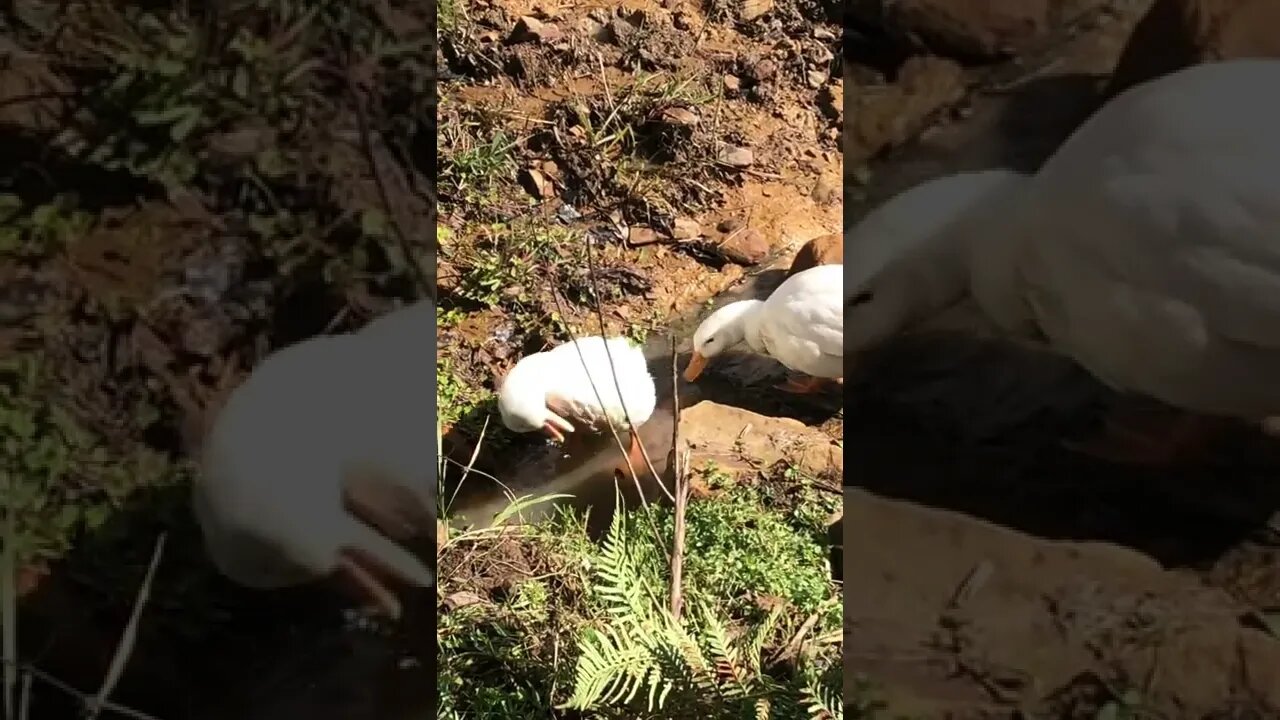 Ducklings enjoy creek