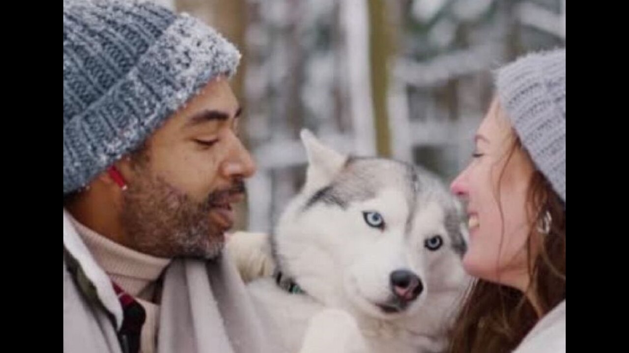 dogs love their owners