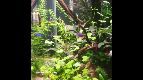 Otocinclus Cocama