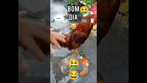 O Galo deu BOM DIA!