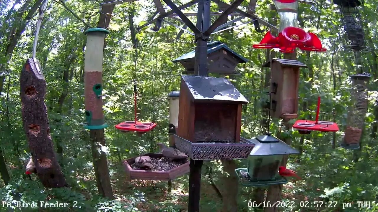 Immature pileated woodpecker feeding on log 6/16/2022