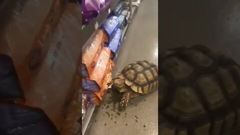Become ungovernable - turtle shopping