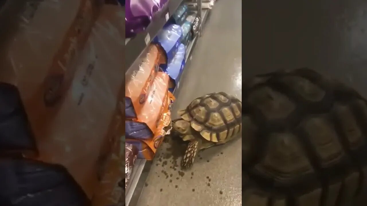 Become ungovernable - turtle shopping