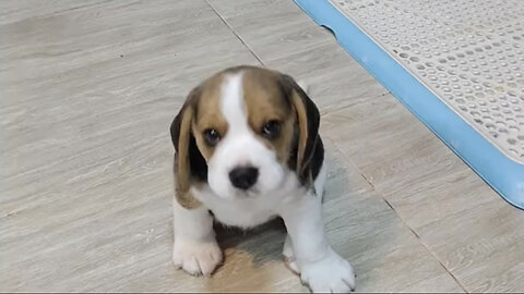 Amazing dogs 🐶 trending video