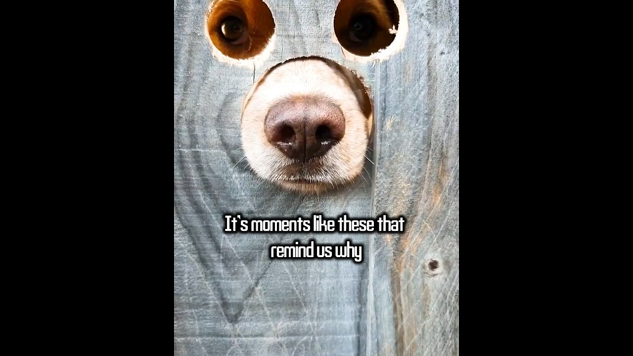 Hilarious Fence Modification for Dogs πΆπ