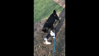 First time at the dog park