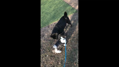 First time at the dog park