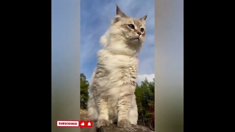 cute cat videos 😹 funny videos 😂1690