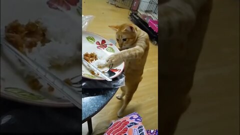 Cat Eating food