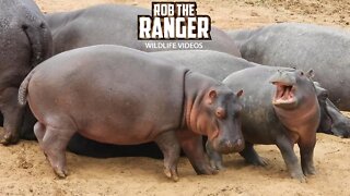 Mara River Crocodiles And Hippos | Maasai Mara Safari | Zebra Plains