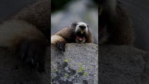Amazing short video of Animals sound (1)