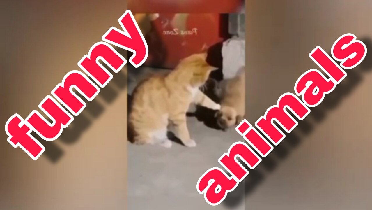 Funny clip of animals