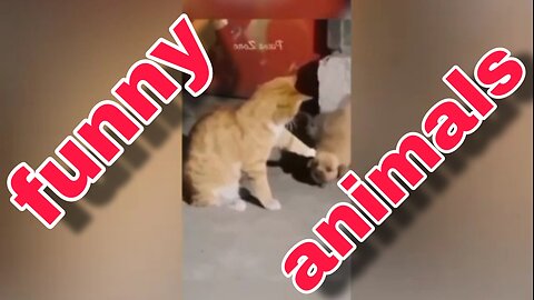 Funny clip of animals