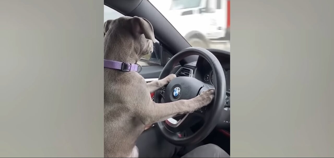 Best Funny Animal Videos on the internet 2023