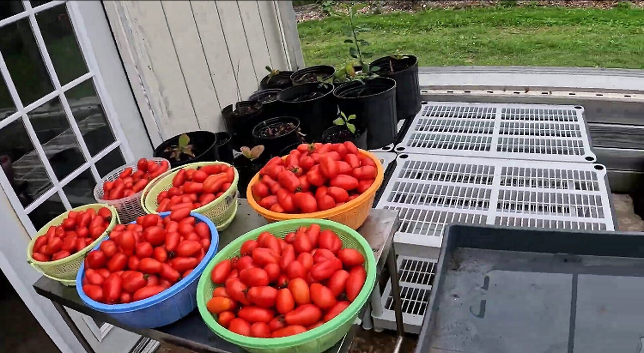 Harvesting and dehydrating tomatoes