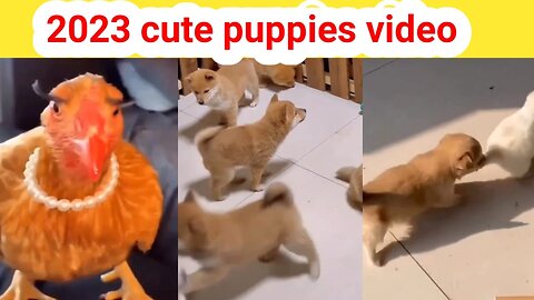 cute animals !! cute puppies 2023 video II best 2023 animals funny video