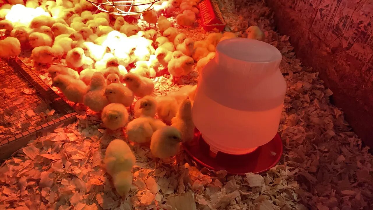 Chicks Are Here!