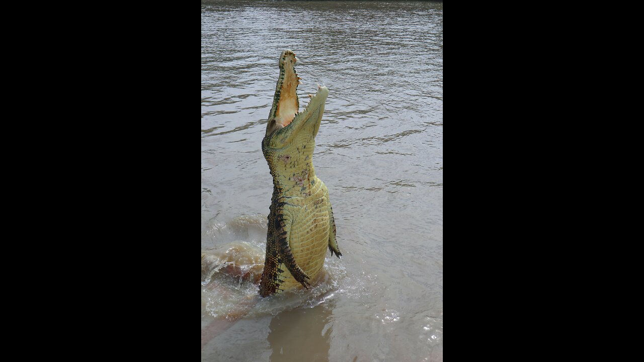 Crocodile is the most feared reptile on the earth, But Why?