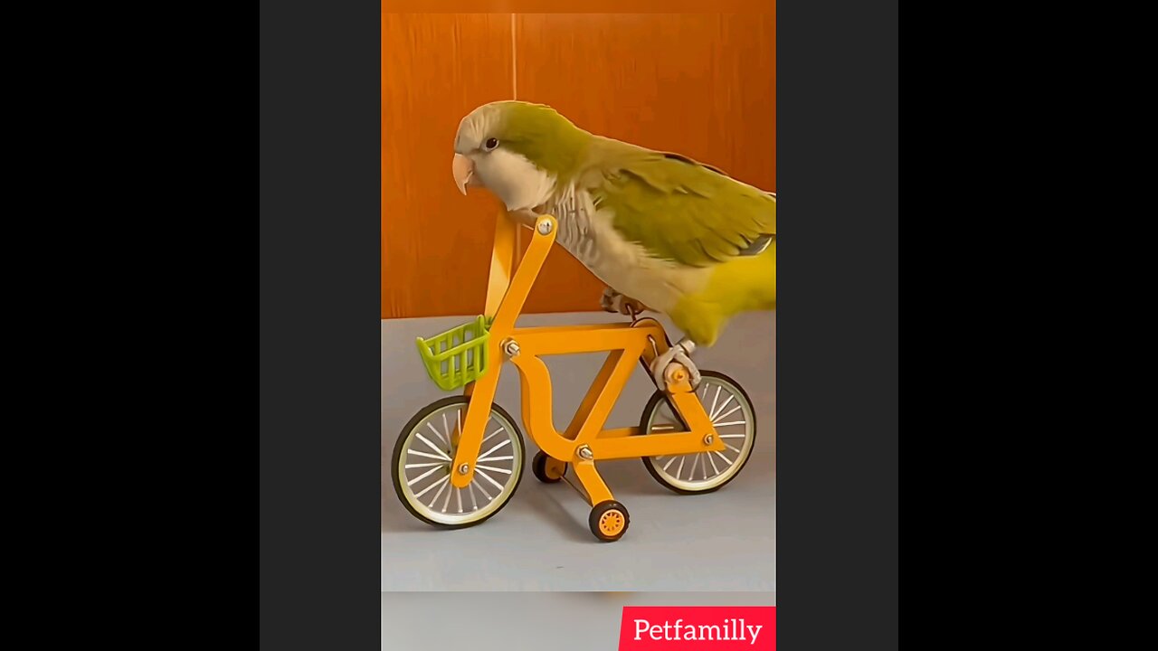 Talented bird show off his amazing skills... Trending video