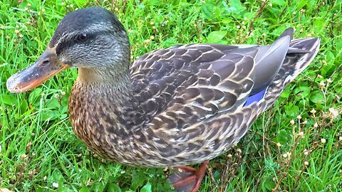 Hand Feeding Mallard Duck Hen Some Oats