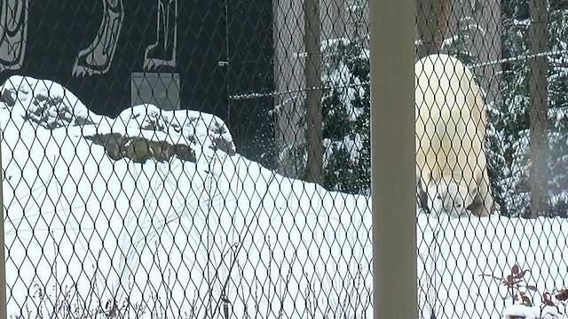 Meet Sakari, the newest polar bear at the Buffalo Zoo