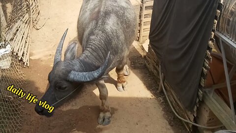 buffalo go to herd buffalo | daily life vlog
