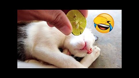 Funniest Animals 2023 😂 Funny Dogs and Cats Videos 😺🐶 Part 1