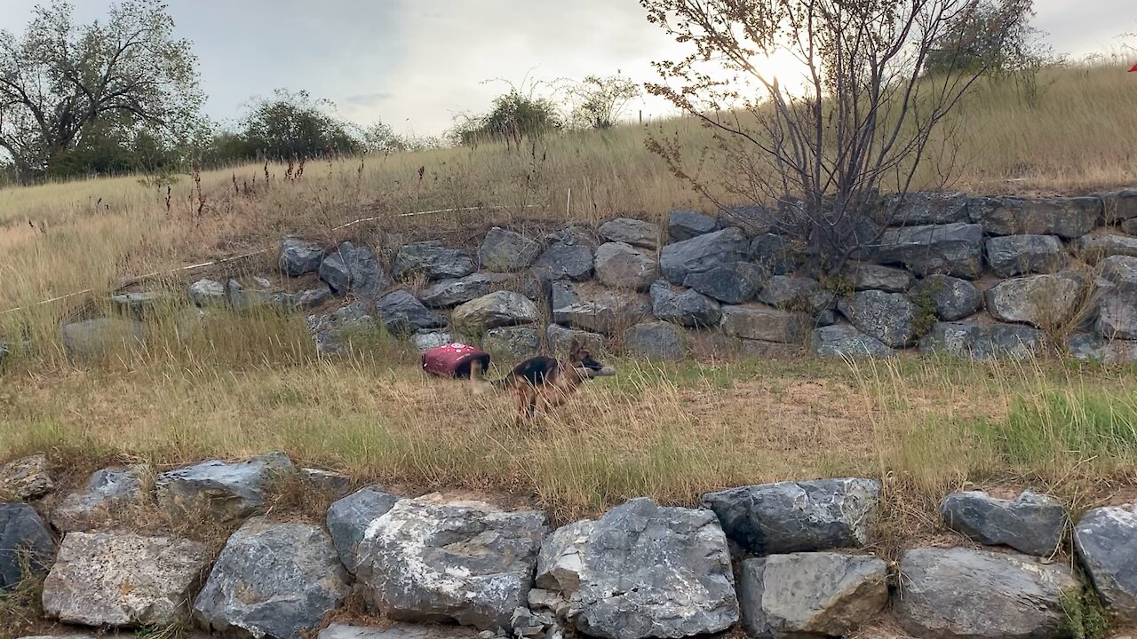 German shepherd showing off new stick to deer