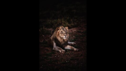 LION Panthera leo