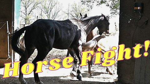 Our Momma Horse Is Driving Our Other Horses Crazy!