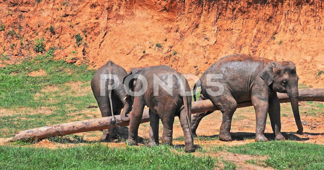 Funny Comic Animals In Wildlife. Elephants Rubbing And Scratching In Sri Lanka