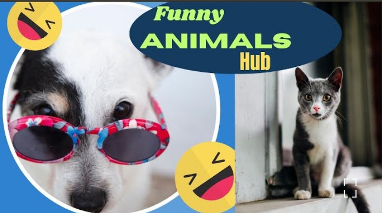 Animal hub 😄 funny animal video