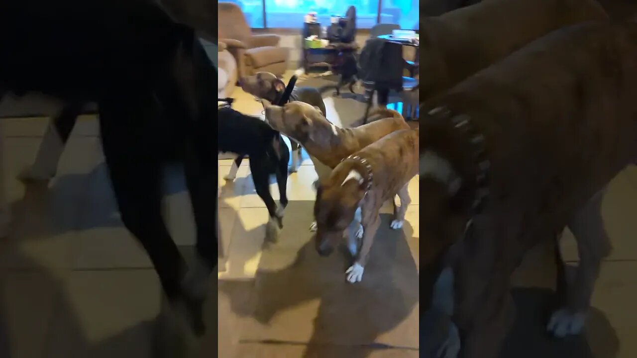 Dog a Doodle Do