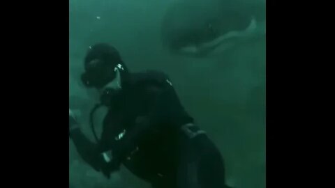Tiburón choca con buceador "Compeeer" - Animales chistosos