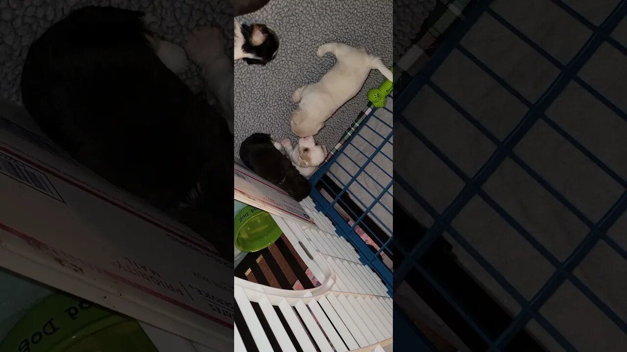 O Litter - 3 weeks 5 days (2)